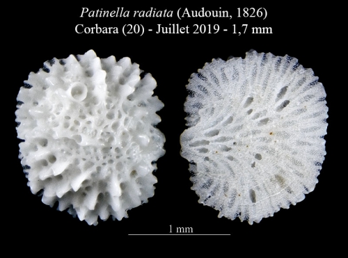 Patinella radiata