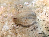 Arca noae, author: Pillon, Roberto