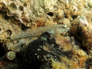 Gobius bucchichi