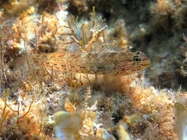 Gobius bucchichi