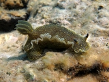 Felimare picta, author: Pillon, Roberto