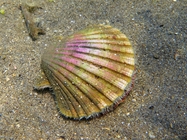 Pecten jacobaeus