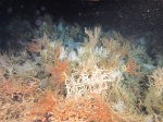 Observatie van diepwaterkoraal door ROV Zonnebloem