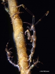 Caprella alaskana