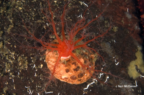 Psolus chitonoides Psolus chitonoides