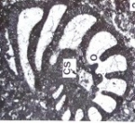 Pfenderina chablaisensis Septfontaine, 1977