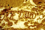 Alzonella cuvillieri Bernier & Neuman, 1970