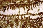 Alzonella cuvillieri Bernier & Neuman, 1970