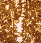 Alzonella cuvillieri Bernier & Neuman, 1970