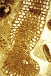 Meyendorffina bathonica Aurouze & Bizon, 1958