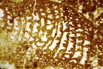 Alzonella cuvillieri Bernier & Neuman, 1970