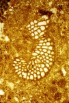 Meyendorffina bathonica Aurouze & Bizon, 1958