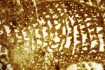Alzonella cuvillieri Bernier & Neuman, 1970