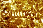 Alzonella cuvillieri Bernier & Neuman, 1970