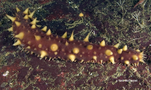 Apostichopus californicus Apostichopus californicus