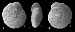 Ammonia pawlowskii Hayward and Holzmann, 2019 holotype