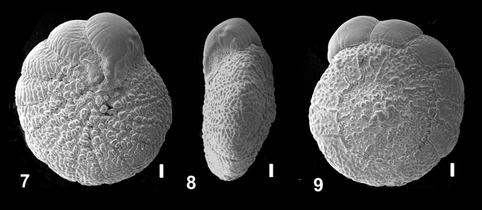 Ammonia pawlowskii Hayward and Holzmann, 2019 holotype Ammonia pawlowskii Hayward and Holzmann, 2019 holotype