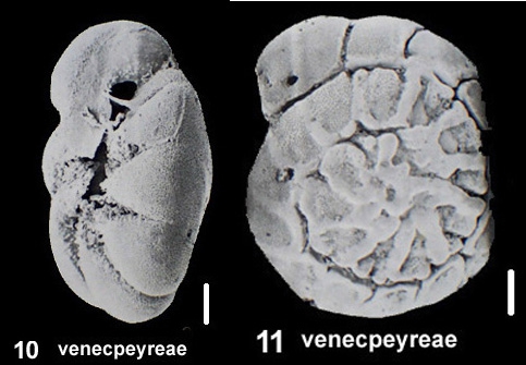 Ammonia venecpeyreae Hayward and Holzmann, 2019 identified specimen Ammonia venecpeyreae Hayward and Holzmann, 2019 identified specimen