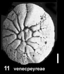Ammonia venecpeyreae Hayward and Holzmann, 2019 paratype