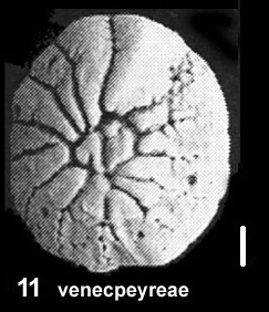 Ammonia venecpeyreae Hayward and Holzmann, 2019 paratype Ammonia venecpeyreae Hayward and Holzmann, 2019 paratype