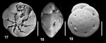 Ammonia langeri Hayward and Holzmann, 2019 holotype