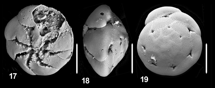 Ammonia langeri Hayward and Holzmann, 2019 holotype Ammonia langeri Hayward and Holzmann, 2019 holotype
