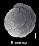Ammonia debenayi Hayward and Holzmann, 2019 paratype
