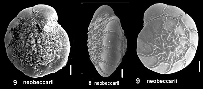 Ammonia neobeccarii Stshchedrina and Mayer, 1975 identified specimen Ammonia neobeccarii Stshchedrina and Mayer, 1975 identified specimen