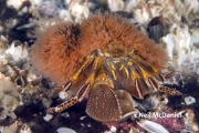 Schuchertinia allmanii, author: Neil McDaniel