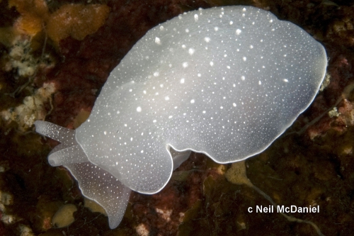 Berthella californica Berthella californica