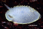 Acanthodoris hudsoni, author: Neil McDaniel