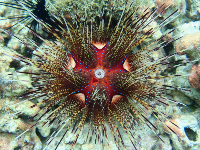 Astropyga pulvinata