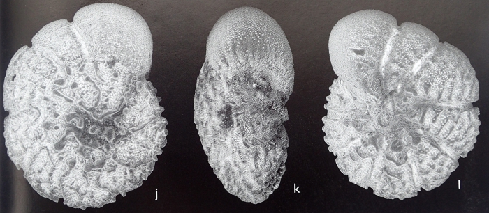 Ammonia rugulosa Parker, 2009 holotype Ammonia rugulosa Parker, 2009 holotype