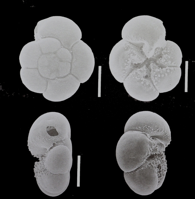 Ammonia ariakensis Akimoto, 2002 paratype