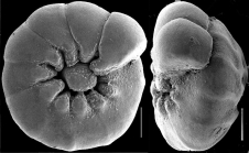 Ammonia sobrina (Shupak, 1934) identified specimen