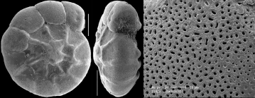 Ammonia sobrina (Shupak, 1934) Identified specimen