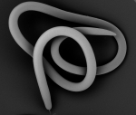 Nemys banner
