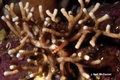 Heteropora alaskensis