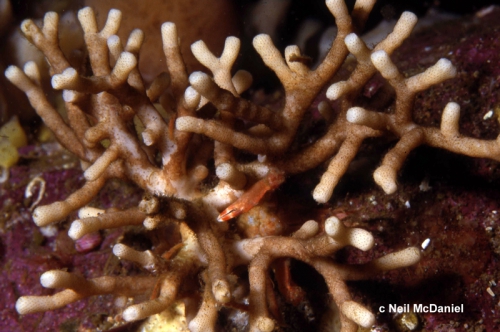 Heteropora alaskensis Heteropora alaskensis