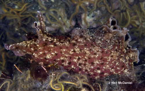 Aplysia californica Aplysia californica