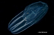 Bolinopsis infundibulum, author: Neil McDaniel