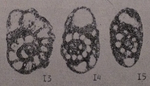 Pojarkovella honesta Simonova, 1975