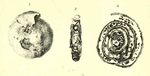 Cornuspira schlumbergi Howchin, 1895