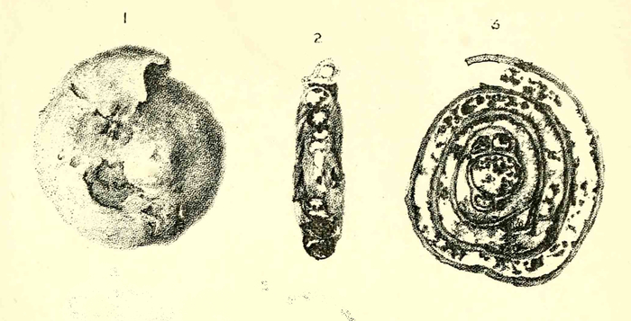 Cornuspira schlumbergi Howchin, 1895 Cornuspira schlumbergi Howchin, 1895