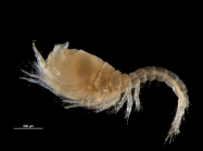 Eudorella truncatula