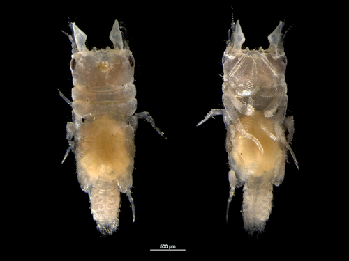 Gnathia oxyuraea Gnathia oxyuraea
