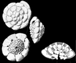 Ammonia moroensis Hofker, 1978 holotype