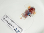 Stoloteuthis leucoptera (siole leucopte), author: Nozes, Claude