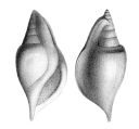 Rostellaria humerosa in Deshayes, 1866, Pl. 91, figs. 8, 9, author: Wieneke, Ulrich