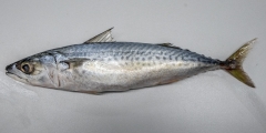 Scomber colias, Atlantic Chub mackerel, author: Nozes, Claude